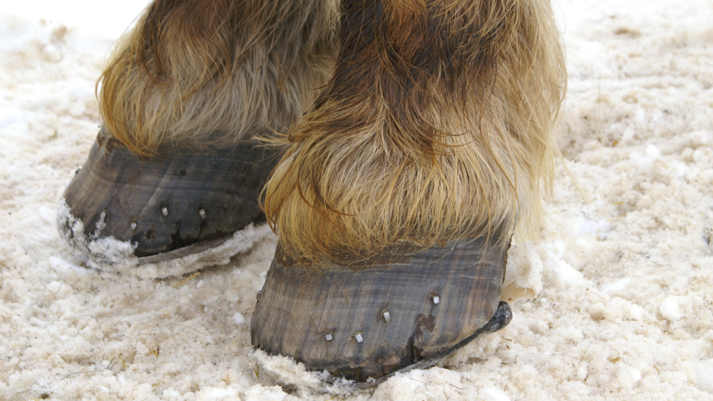 hoofs or hooves